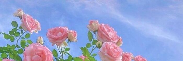 _cottoncandyv's profile banner image