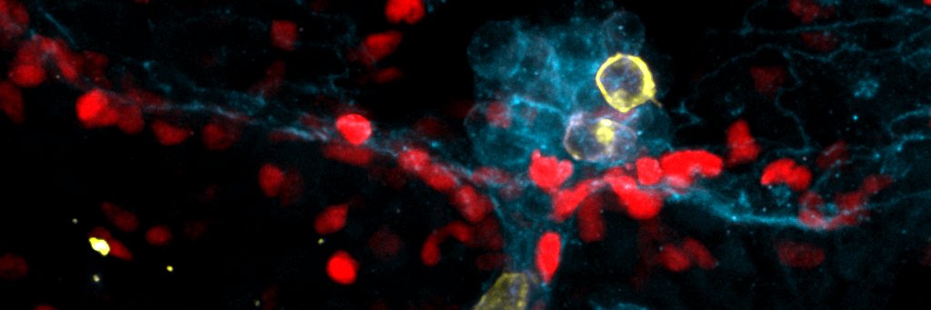 Stem Cell Forum's banner