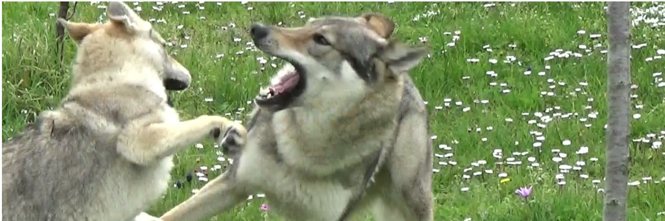 Veronica Maglieri banner