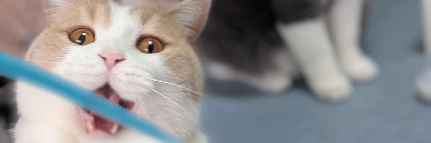 mayusei's profile banner image