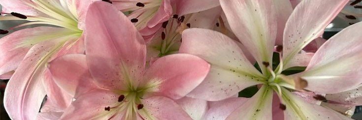 n banner