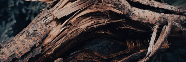 ChestnutSaga Profile Banner