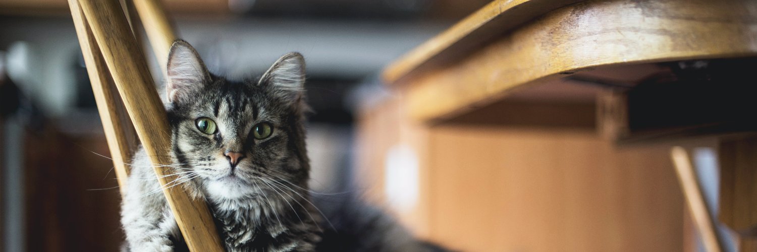 cat in web3 banner