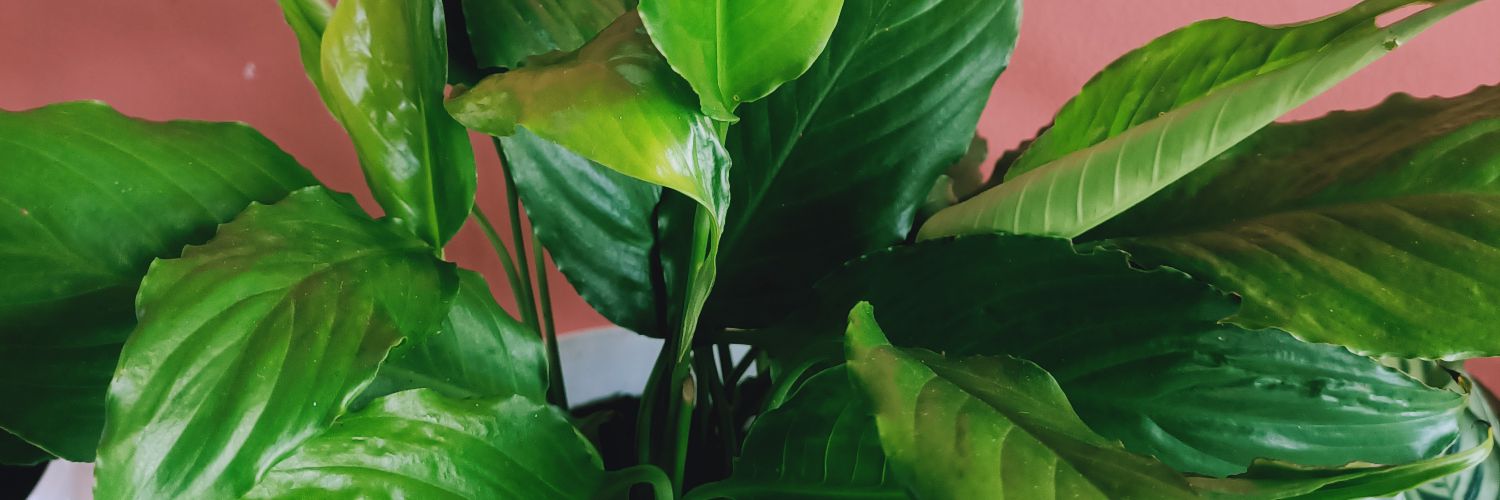 puciputri's profile banner image