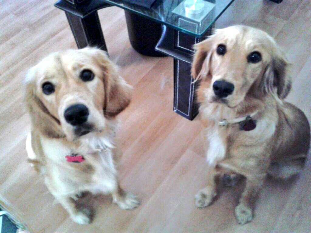 David Hernandez Alca banner