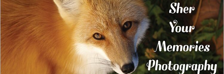 sheryourmemorie's profile banner image