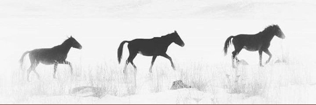 __kaktus3's profile banner image