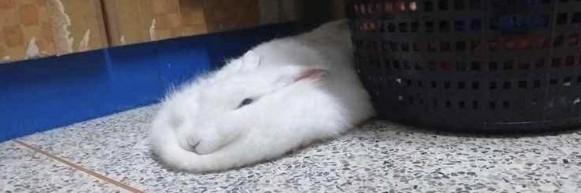 🔞Some Fluffy Creatures🔞 banner