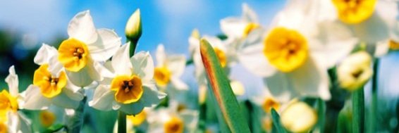 سهیلا خداپرست🇮🇷's banner