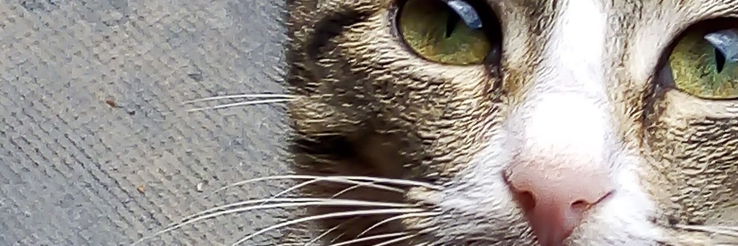 NancyNanceflora's profile banner image