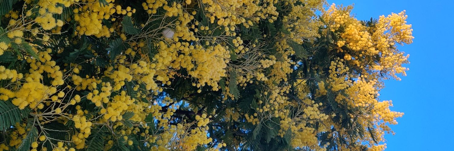 Dorine Under The Trees banner