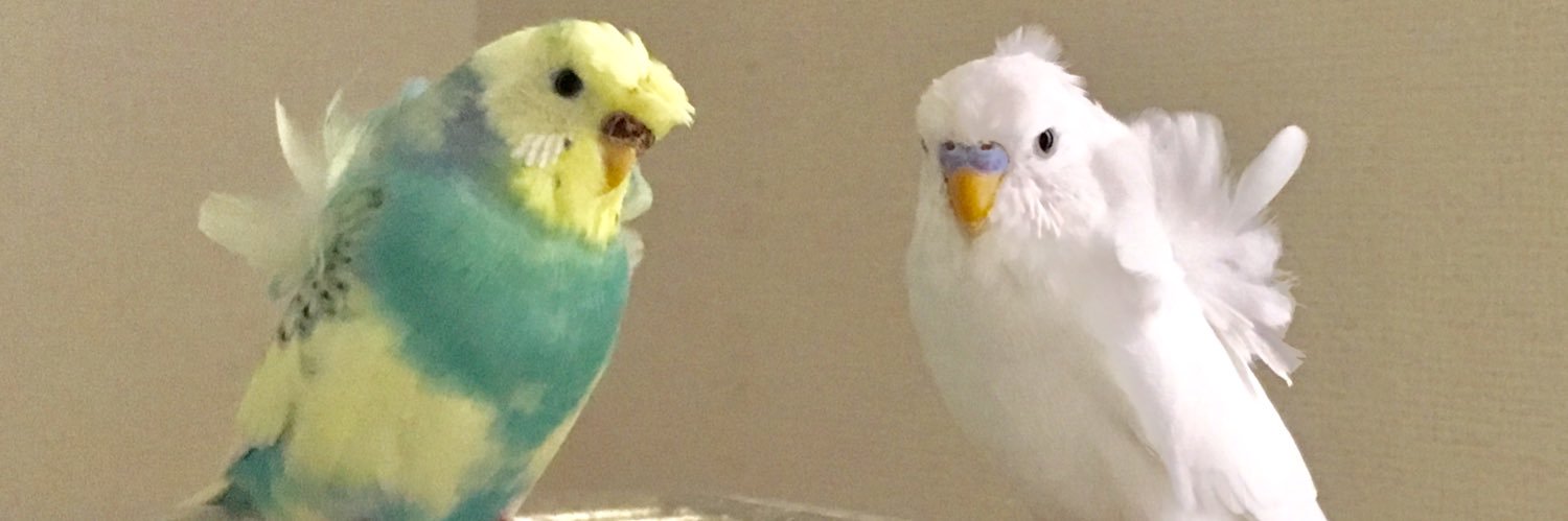 001Cockatiels's profile banner image