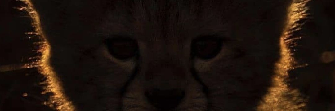 uchitsolanki's profile banner image