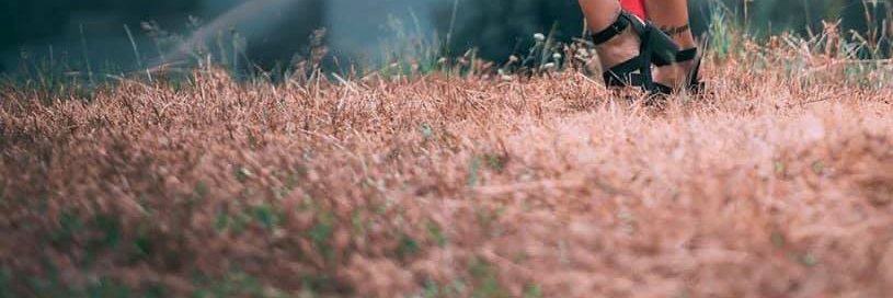 certainlywildebees banner