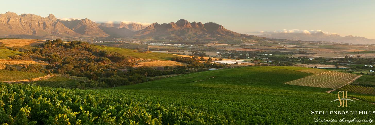 Stellenbosch Hills banner