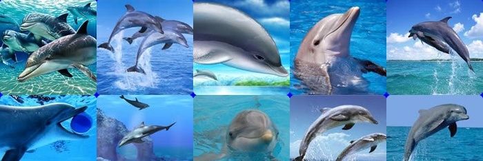 Nuruldolphin's profile banner image