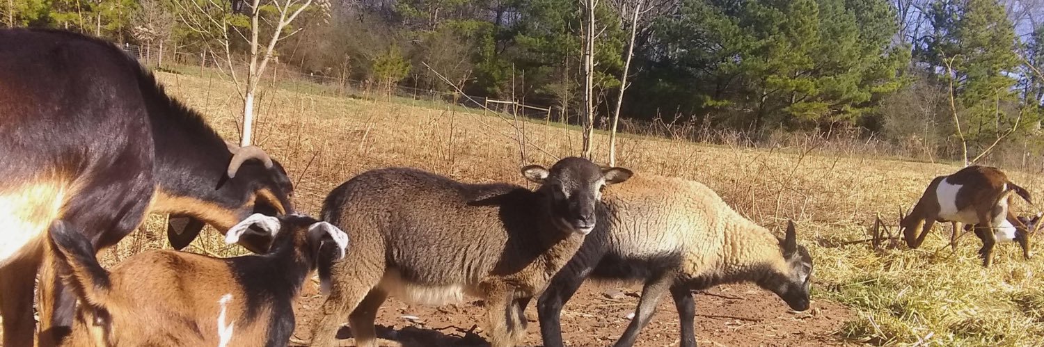 phillyrabbit's profile banner image