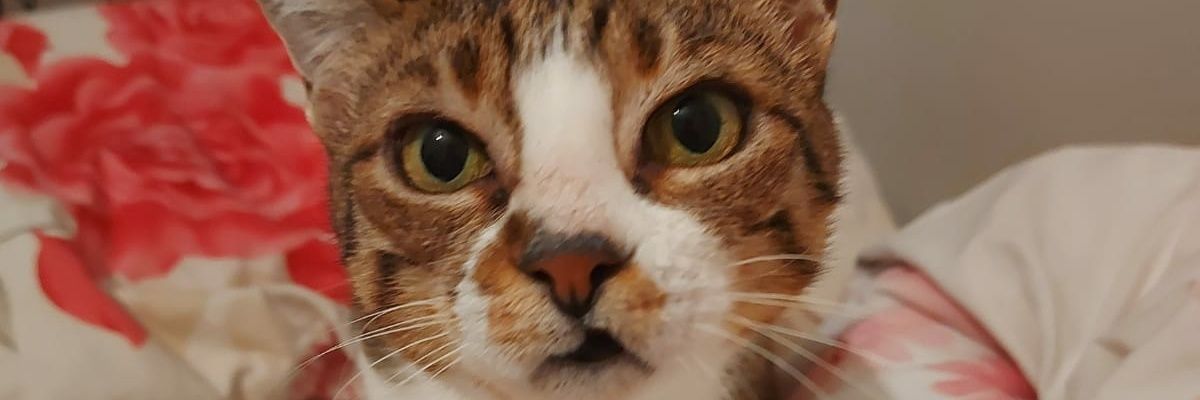 fiphastasinimet's profile banner image