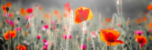 MelanieMothes Profile Banner