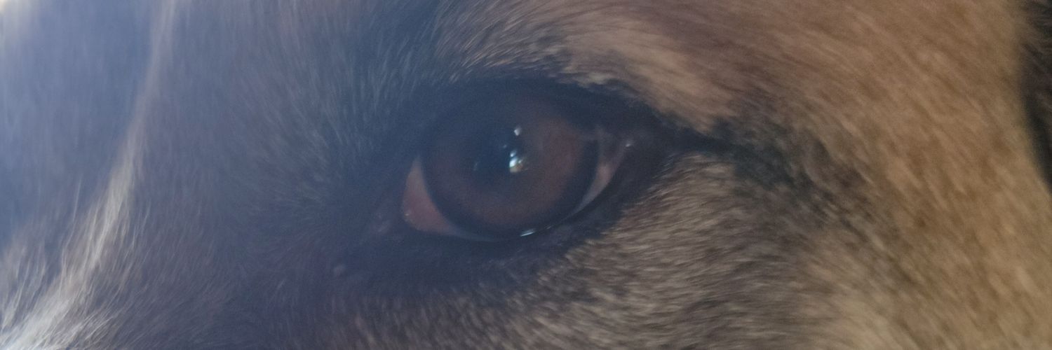 Bellafor20 banner