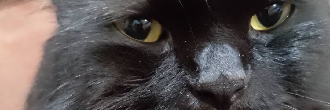 TheYanNaC's profile banner image