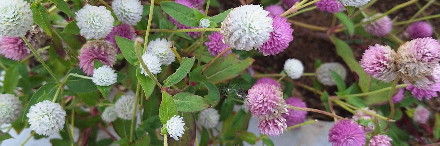 ka🌸🌻🍒 banner