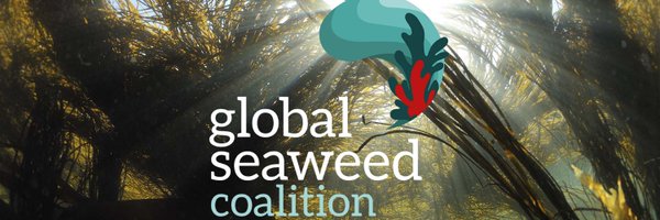 Safe_Seaweed Profile Banner