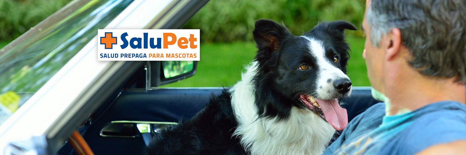 SaluPet's profile banner image