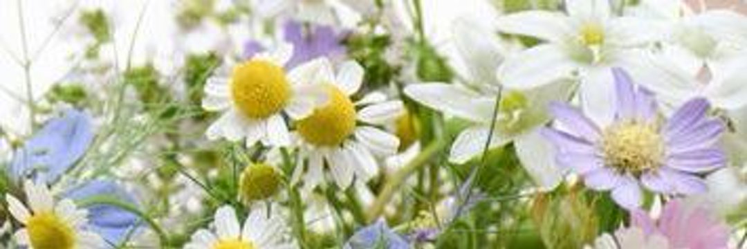 ひなた 🌱🌈✨ banner