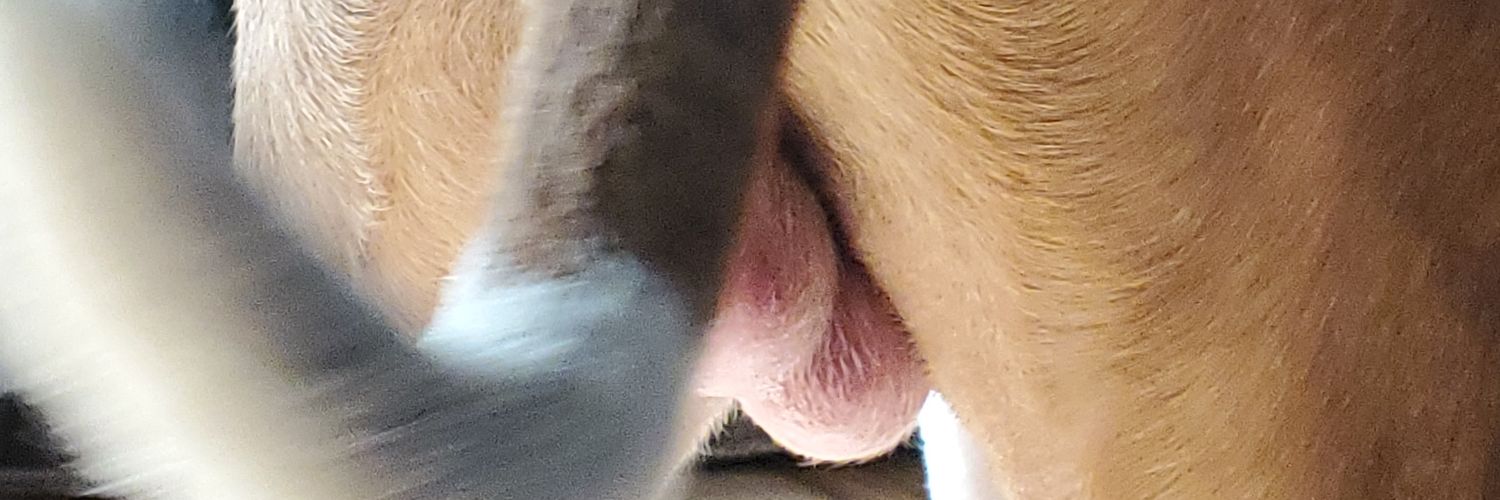 FregosoSal's profile banner image