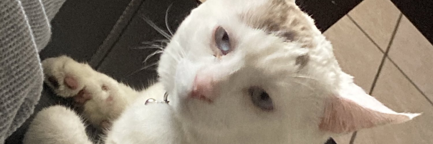 VFernandeza's profile banner image