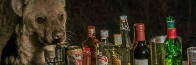 osteoborus's profile banner image