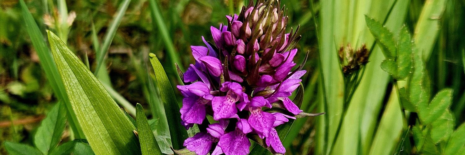 wildlife_yorks's profile banner image