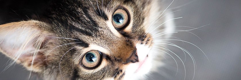 VixФЕРНАДЕЗ banner