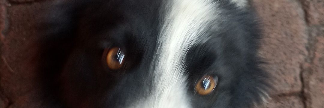 mexal's profile banner image