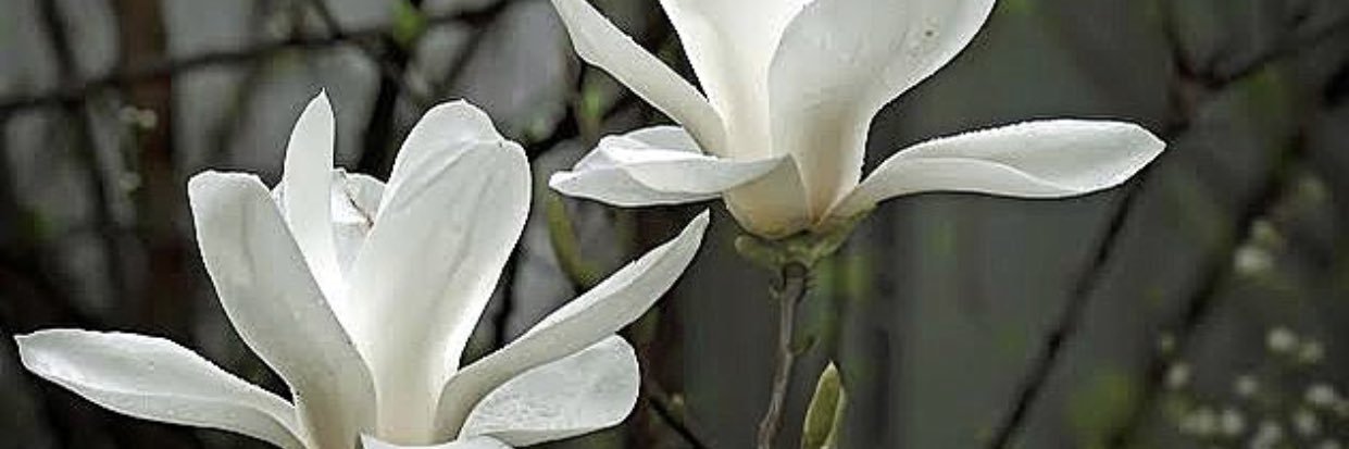 Zandile_flo's profile banner image