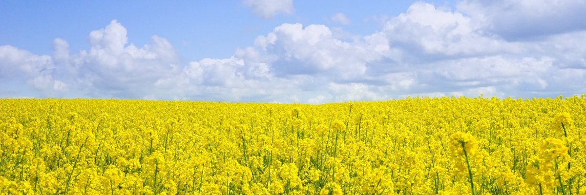 Kosttys's profile banner image