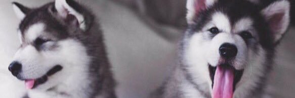 shotshazza's profile banner image
