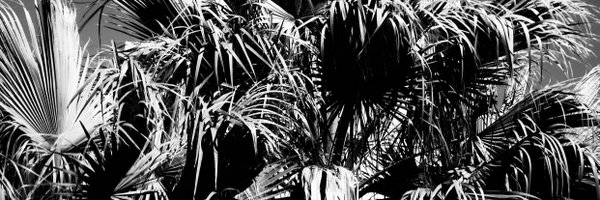 ledilly Profile Banner