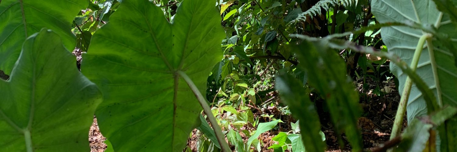 foodpluspolicy's profile banner image