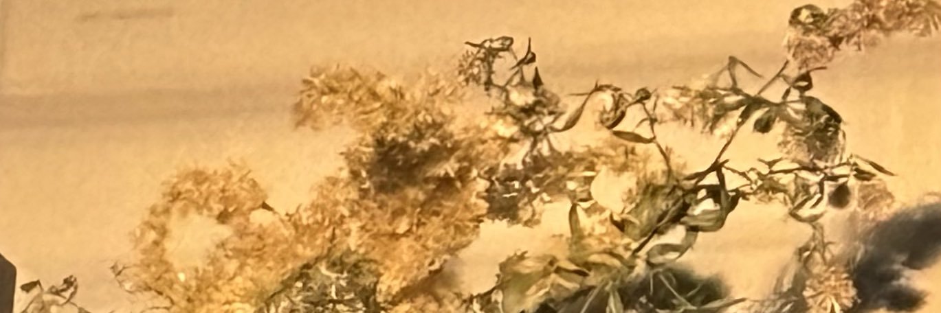 idkeitherbro banner