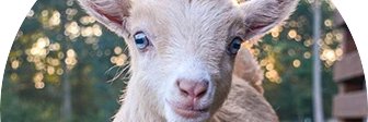 Gootzygoat banner