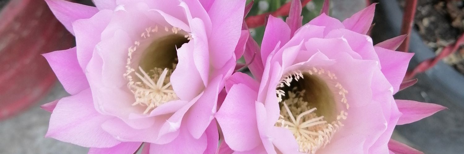 Juan Carlos Ortiz banner