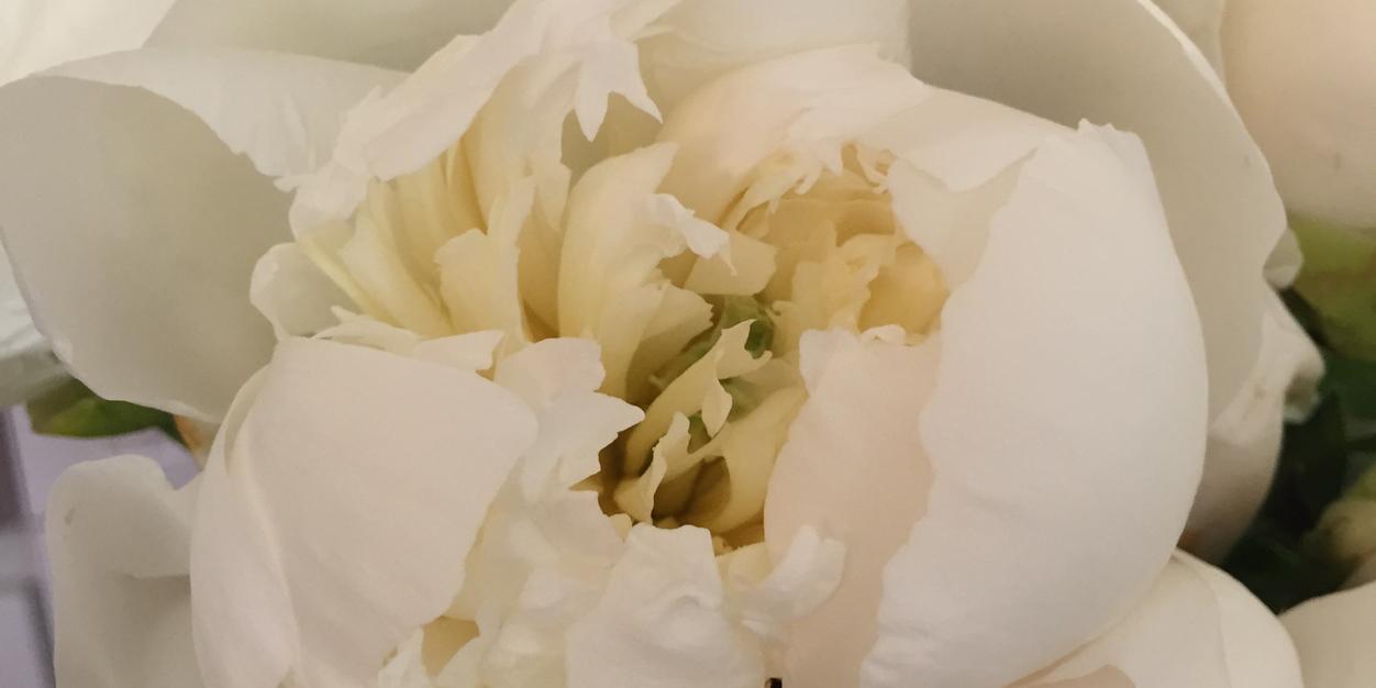 LSFlowersOTV's profile banner image