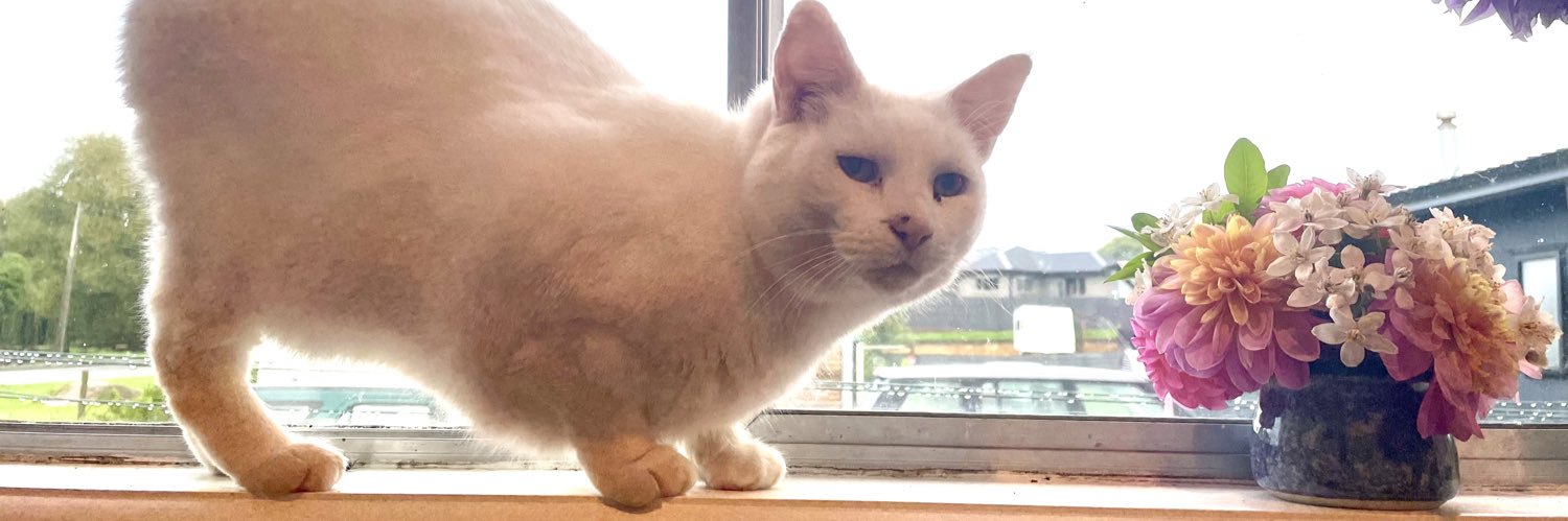 Goose is in NZ banner