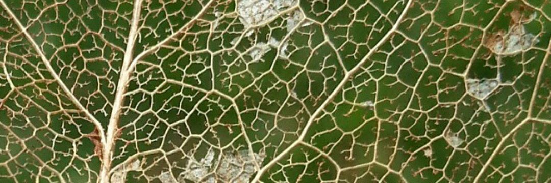 dbengt2's profile banner image