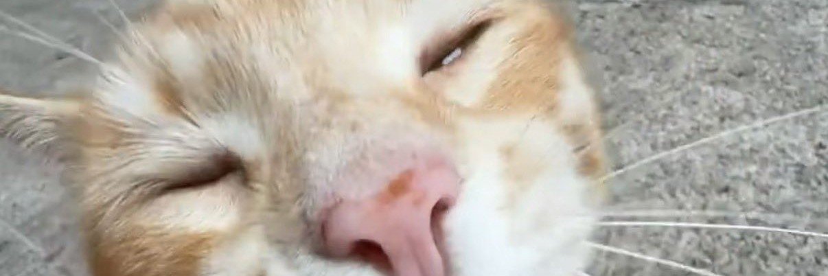 melixirr's profile banner image