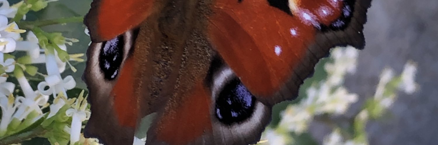 mosquitologa's profile banner image