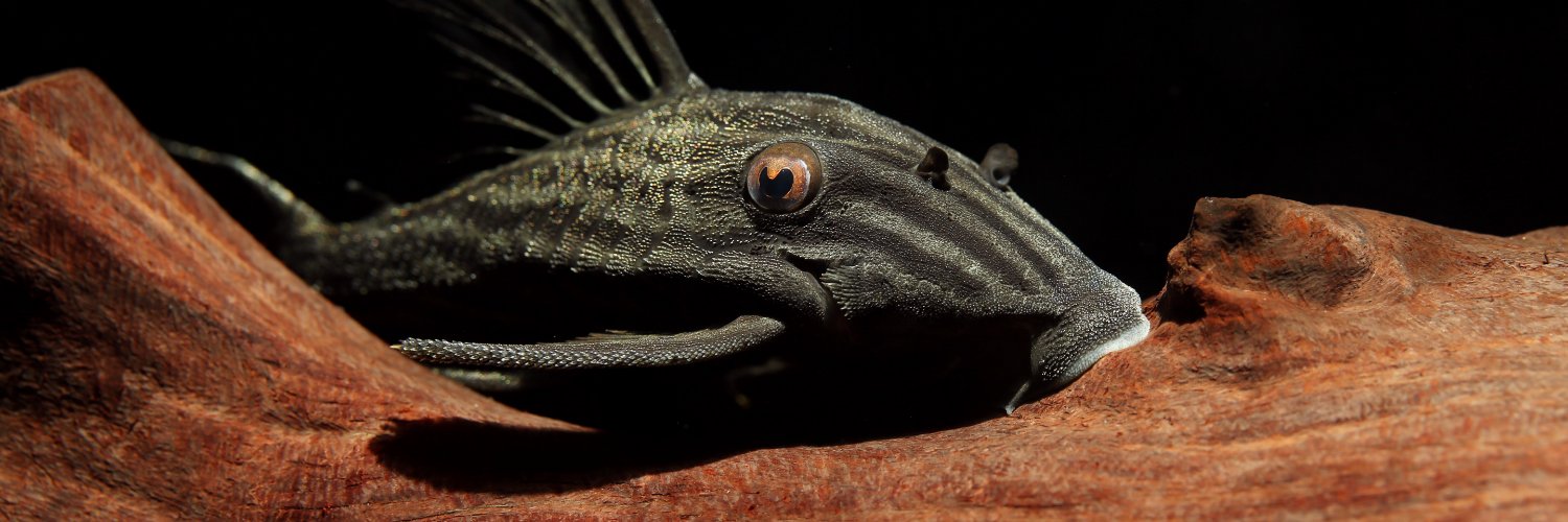 Fish in the News banner