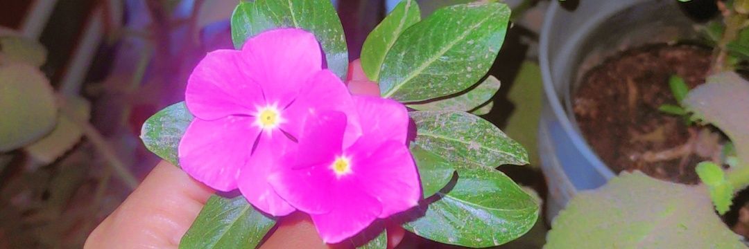 Manal_3adel's profile banner image